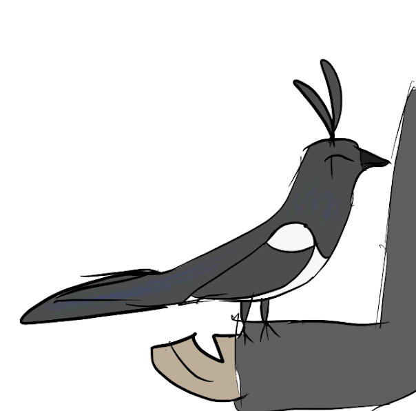 a drawing of a magpie with two feathers sticking out of the top of their head